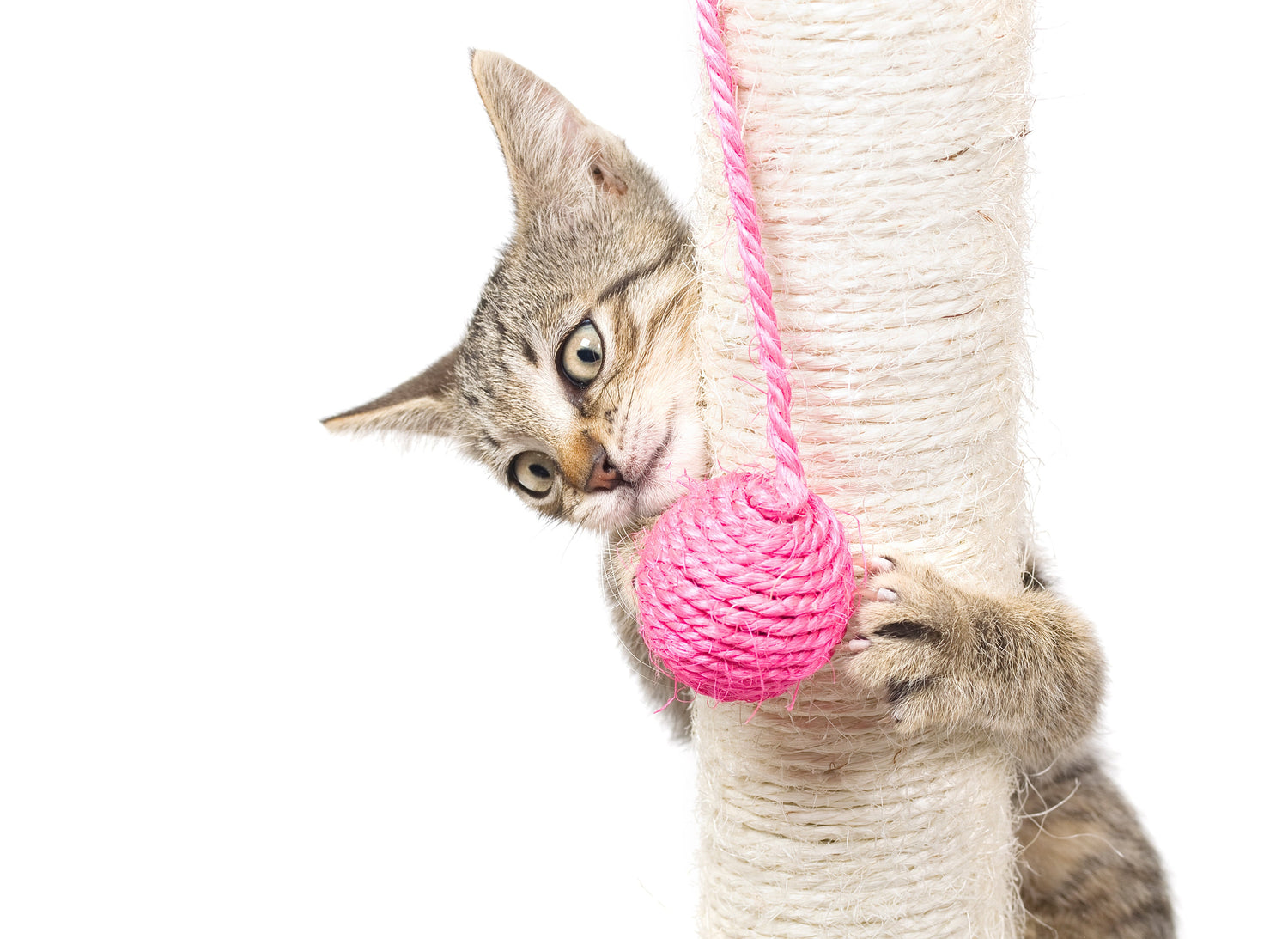 Cat Scratchers & Play Centres
