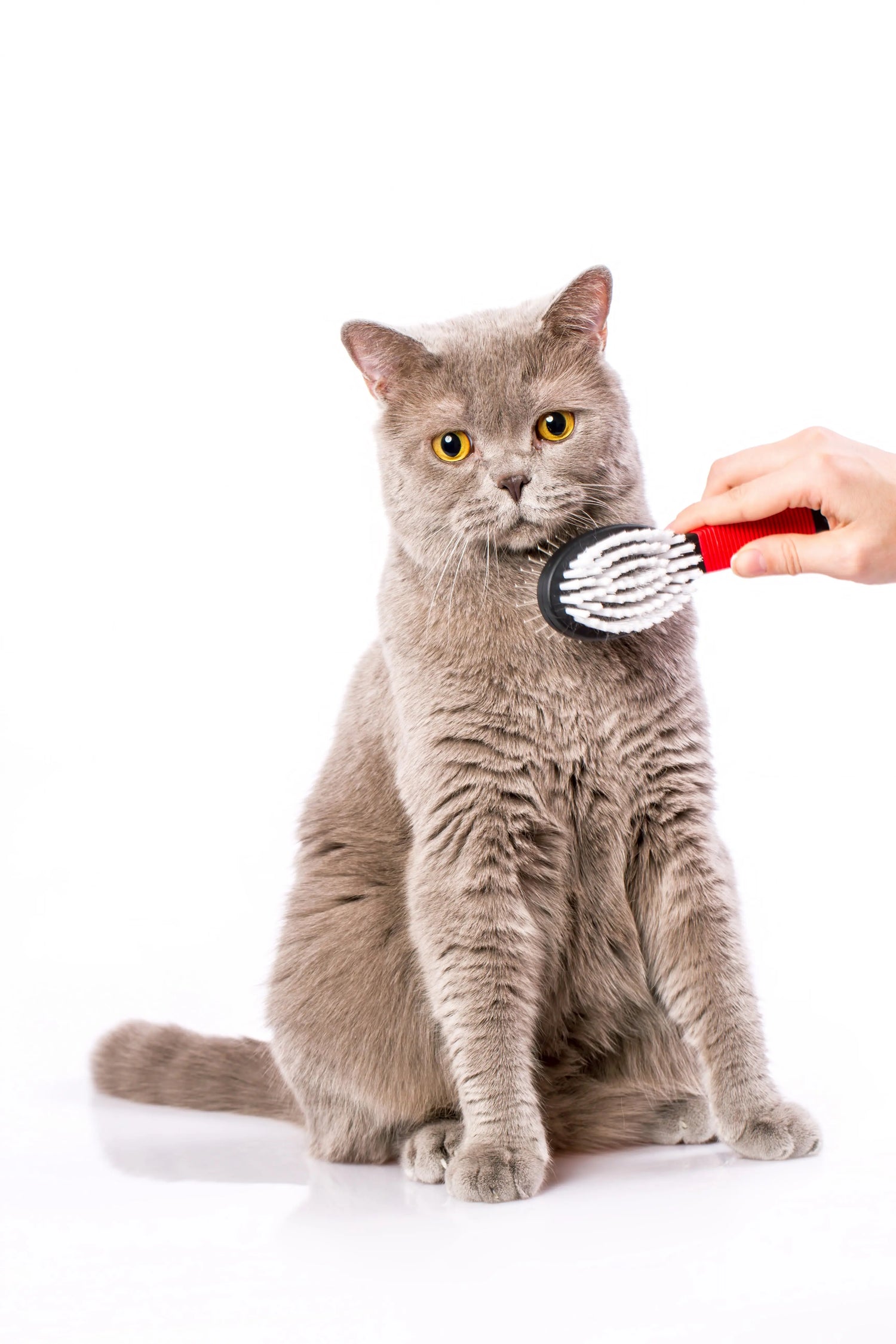 Cat Grooming