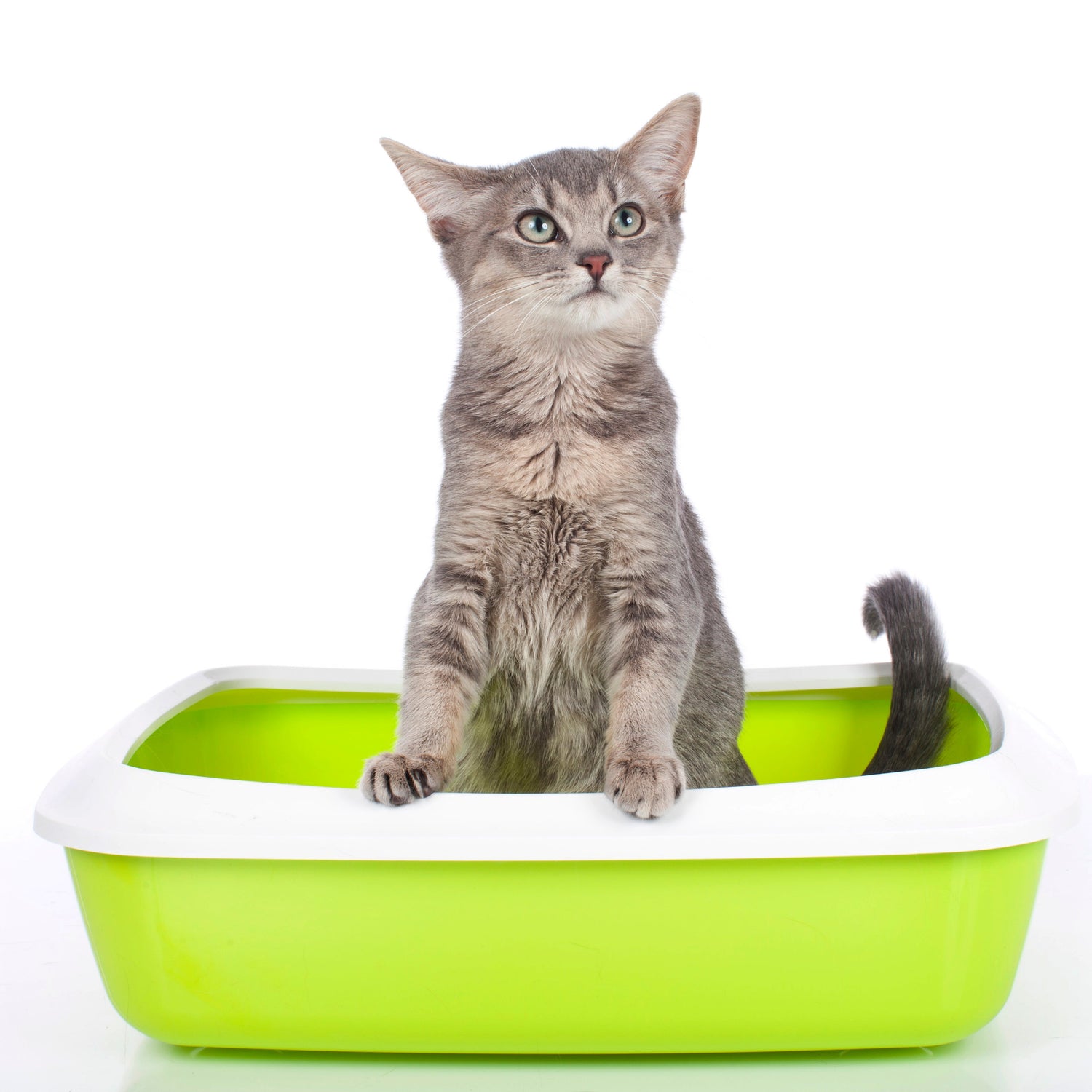 Cat Litter & Accessories