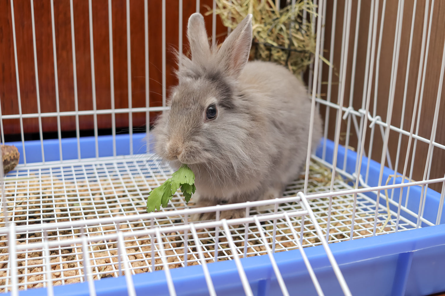 Hutches, Cages & Runs