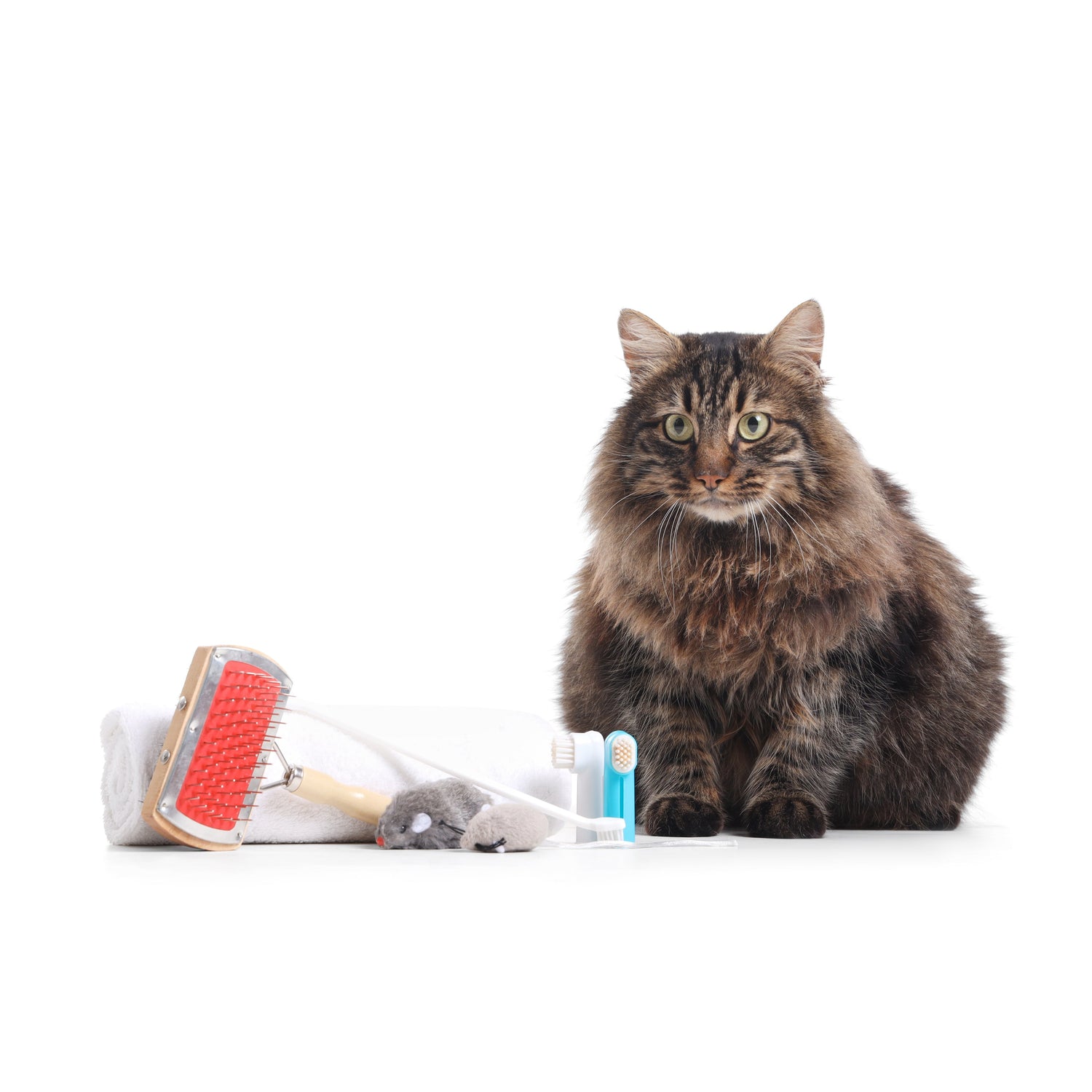 Cat General Hygiene