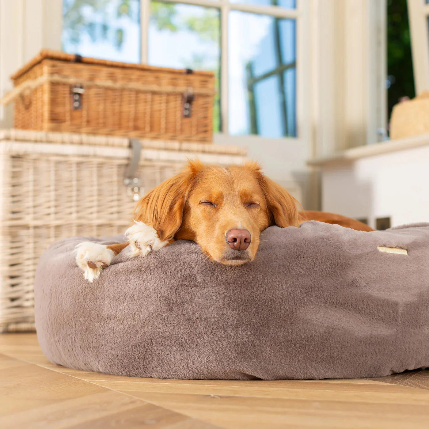 Dog Beds & Blankets