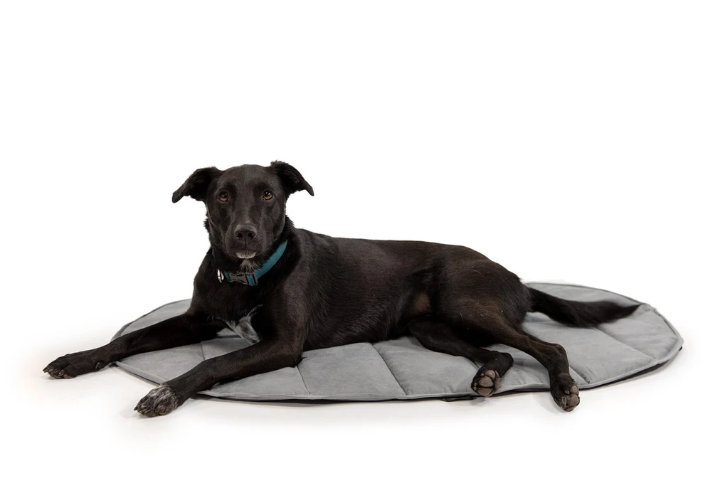Dog Beds