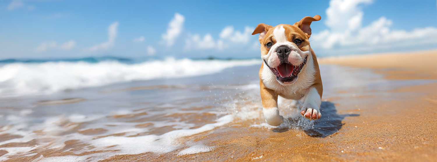 Summer Holidays & Travel