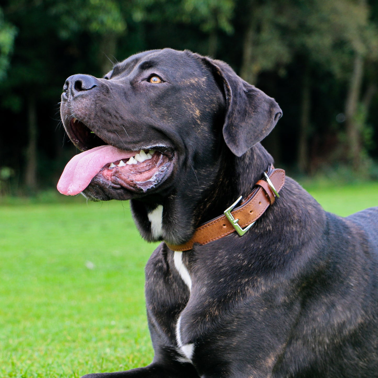 Ancol Vintage Leather Padded Dog Collar - Classic Ancol Vintage Leather Collar