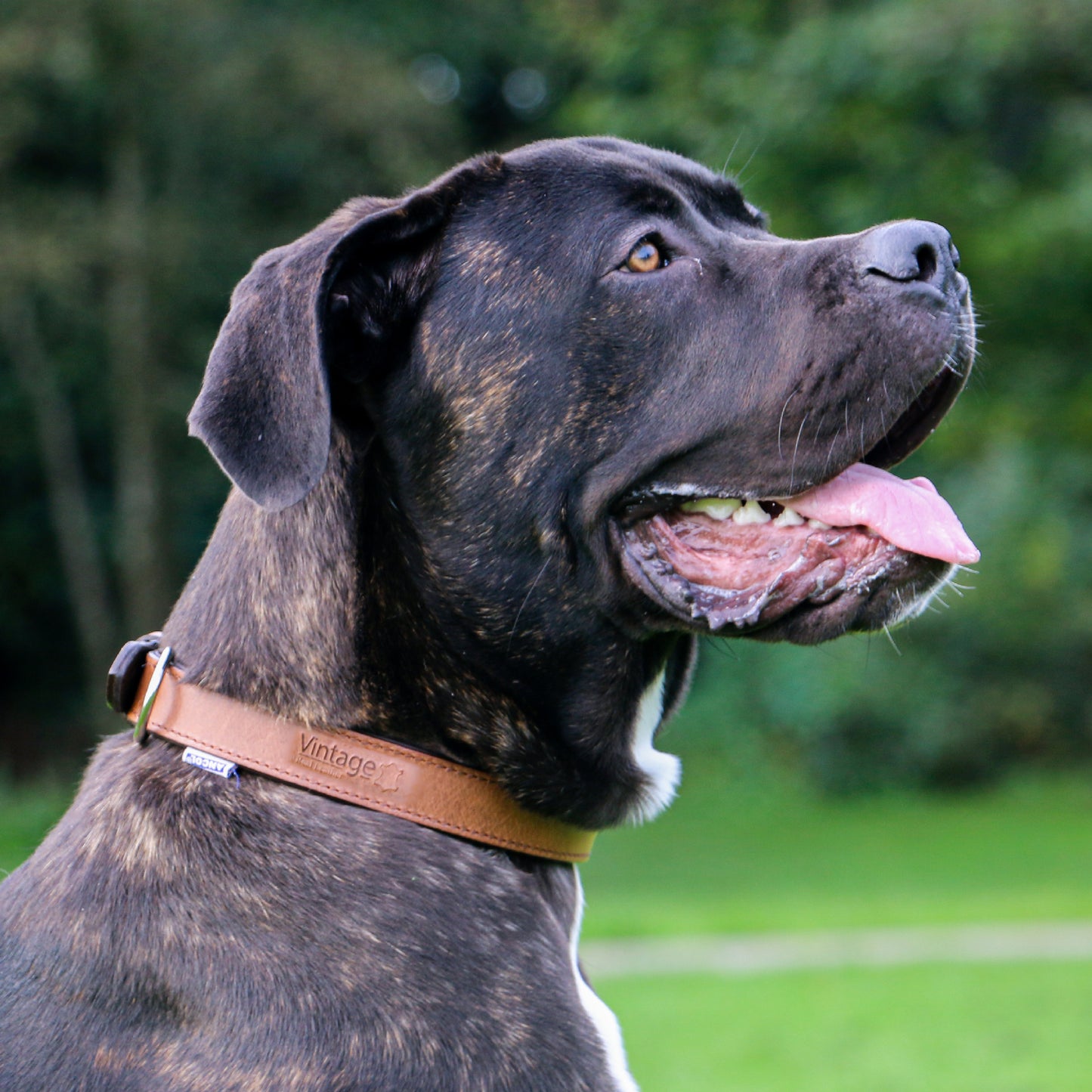 Ancol Vintage Leather Padded Dog Collar - Classic Ancol Vintage Leather Collar