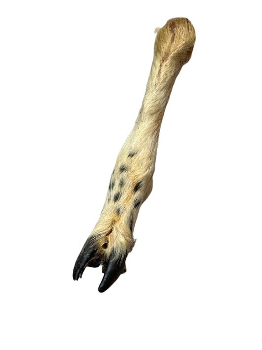 Lambs Leg (Single)