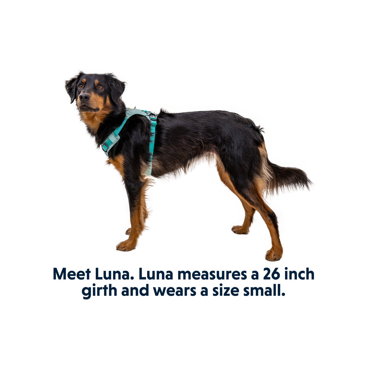 Dog wearing Ruffwear Hi & Light Harness in Sage Green