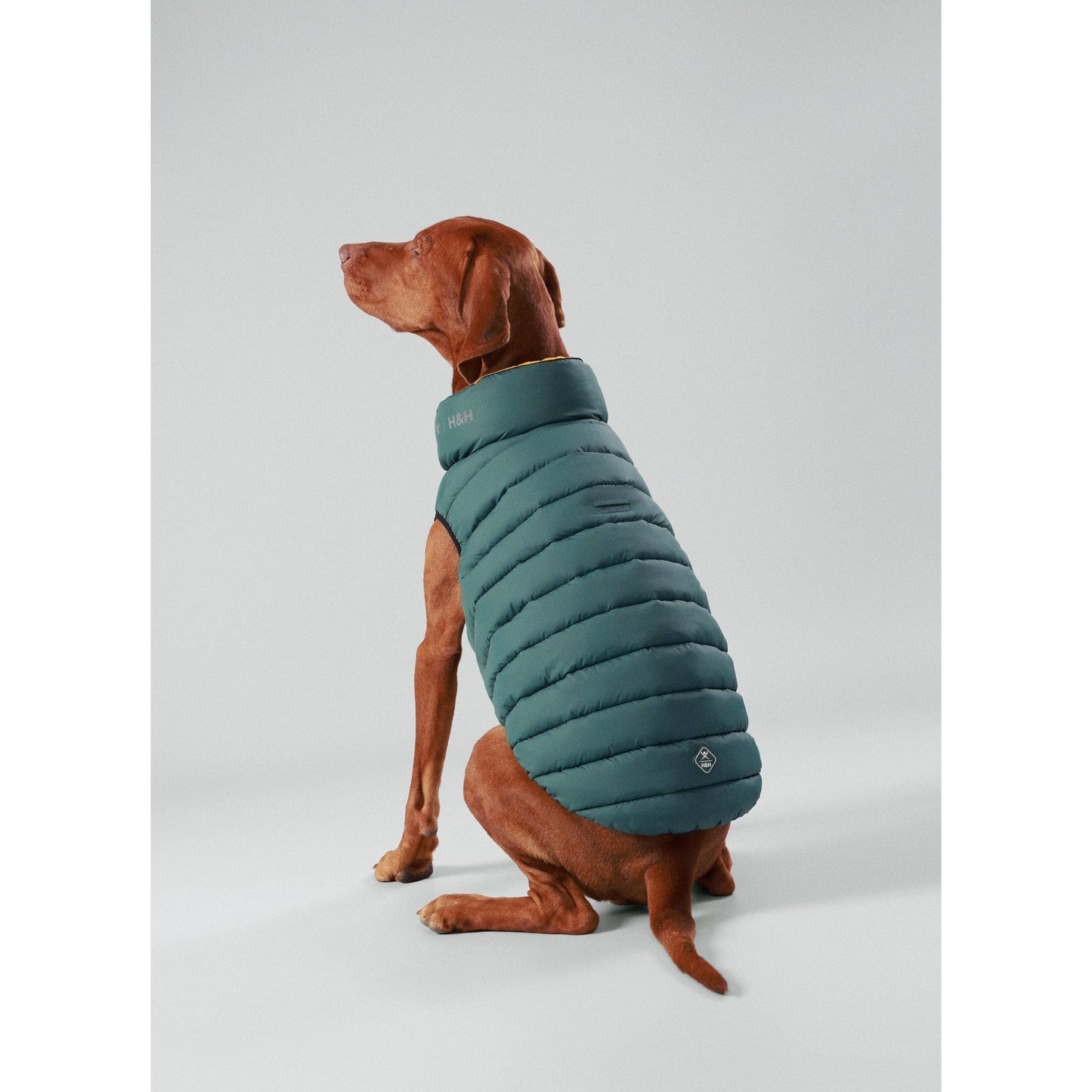 Hackett x Hugo Hudson Dog Puffer Jacket, Forest Green & Gold