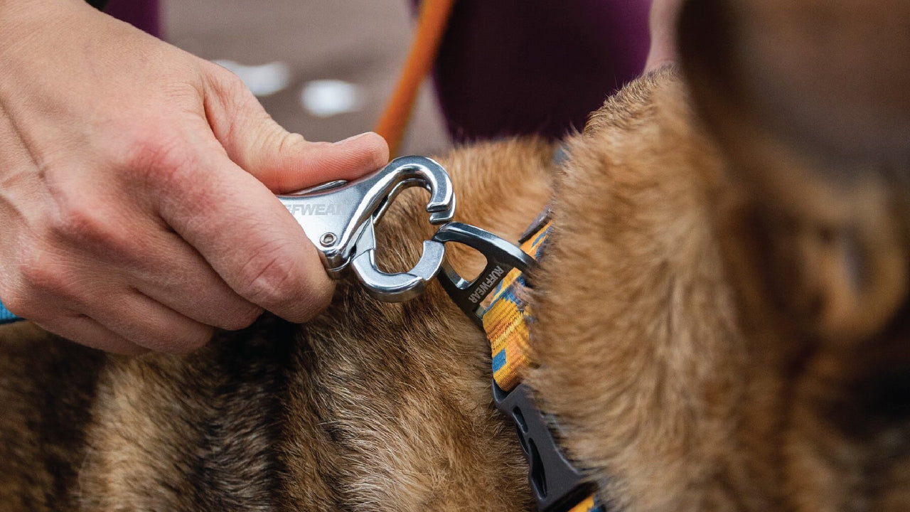Ruffwear Roamer™ Bungee Dog Lead