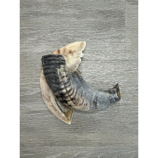 Lamb Horn (Single)