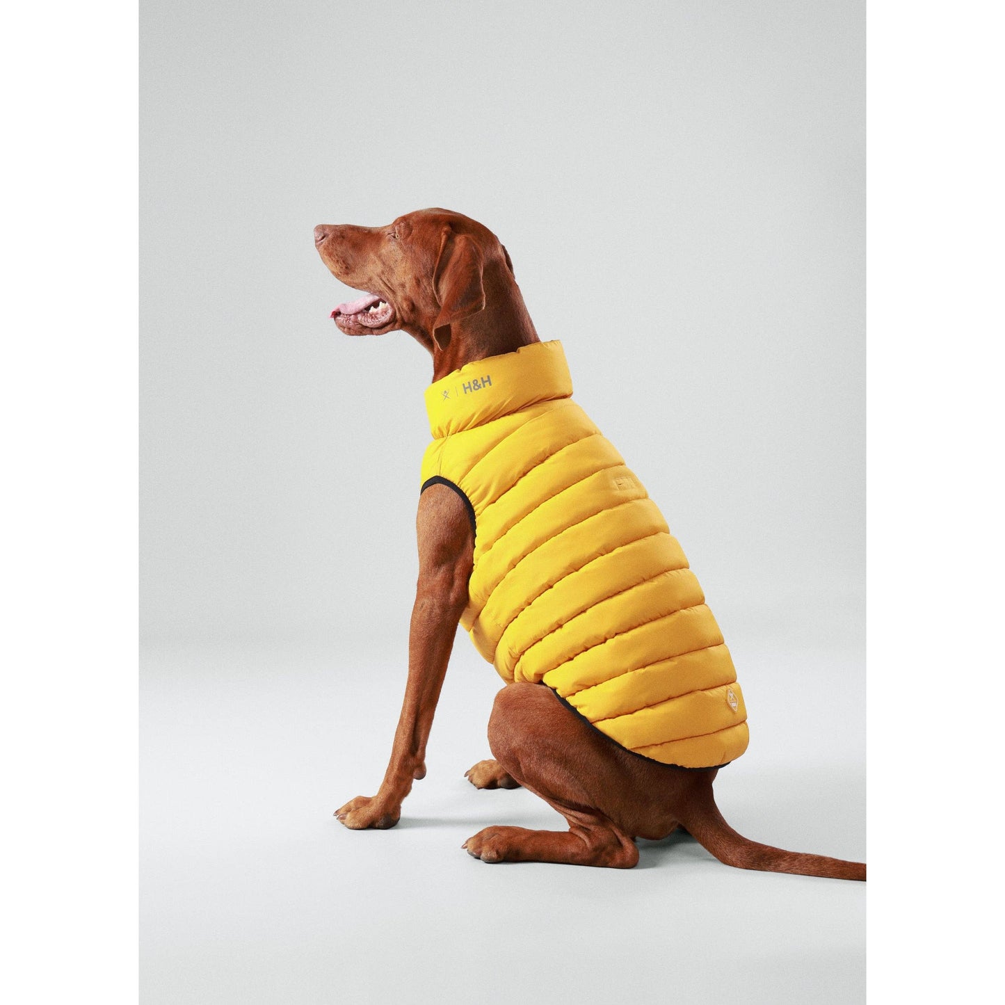 Hackett x Hugo Hudson Dog Puffer Jacket, Forest Green & Gold