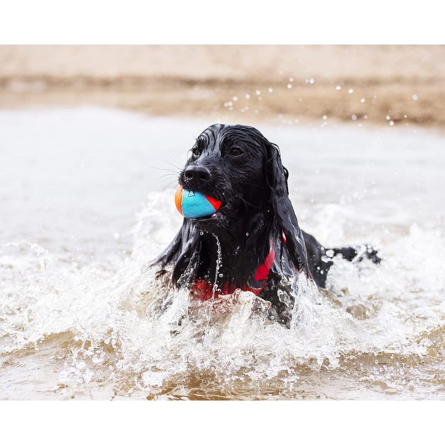 Chuckit! - 3 amphibious balls - 6 cm - 1 piece, Multi Origin Pets Longton