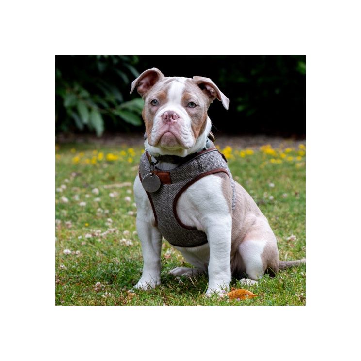 Herringbone Step In Harness