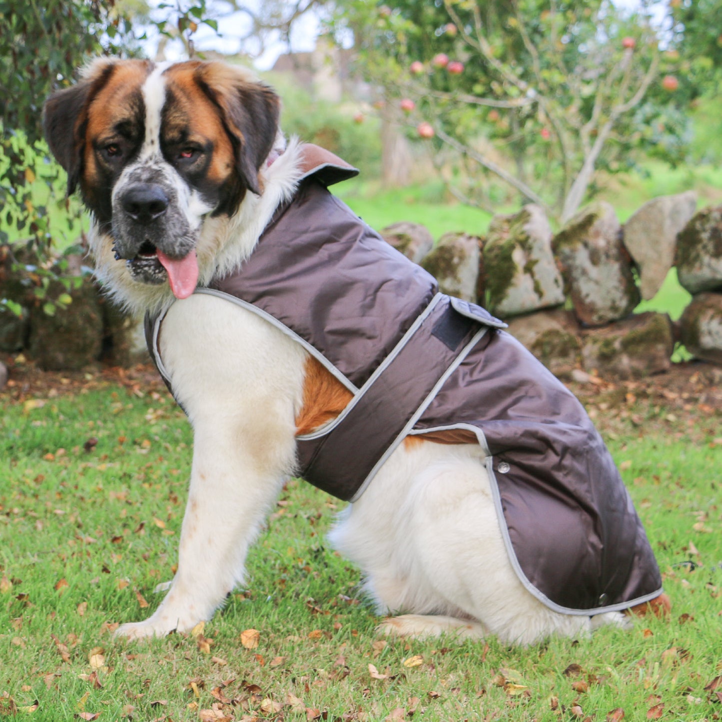 Stormguard Dog Coat