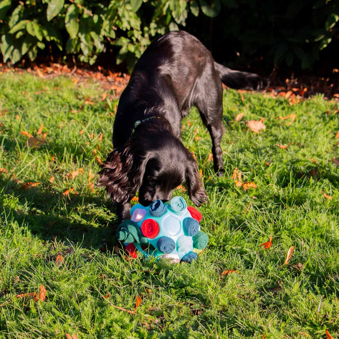 Ancol Orva Interactive Snuffle Ball Dog Toy