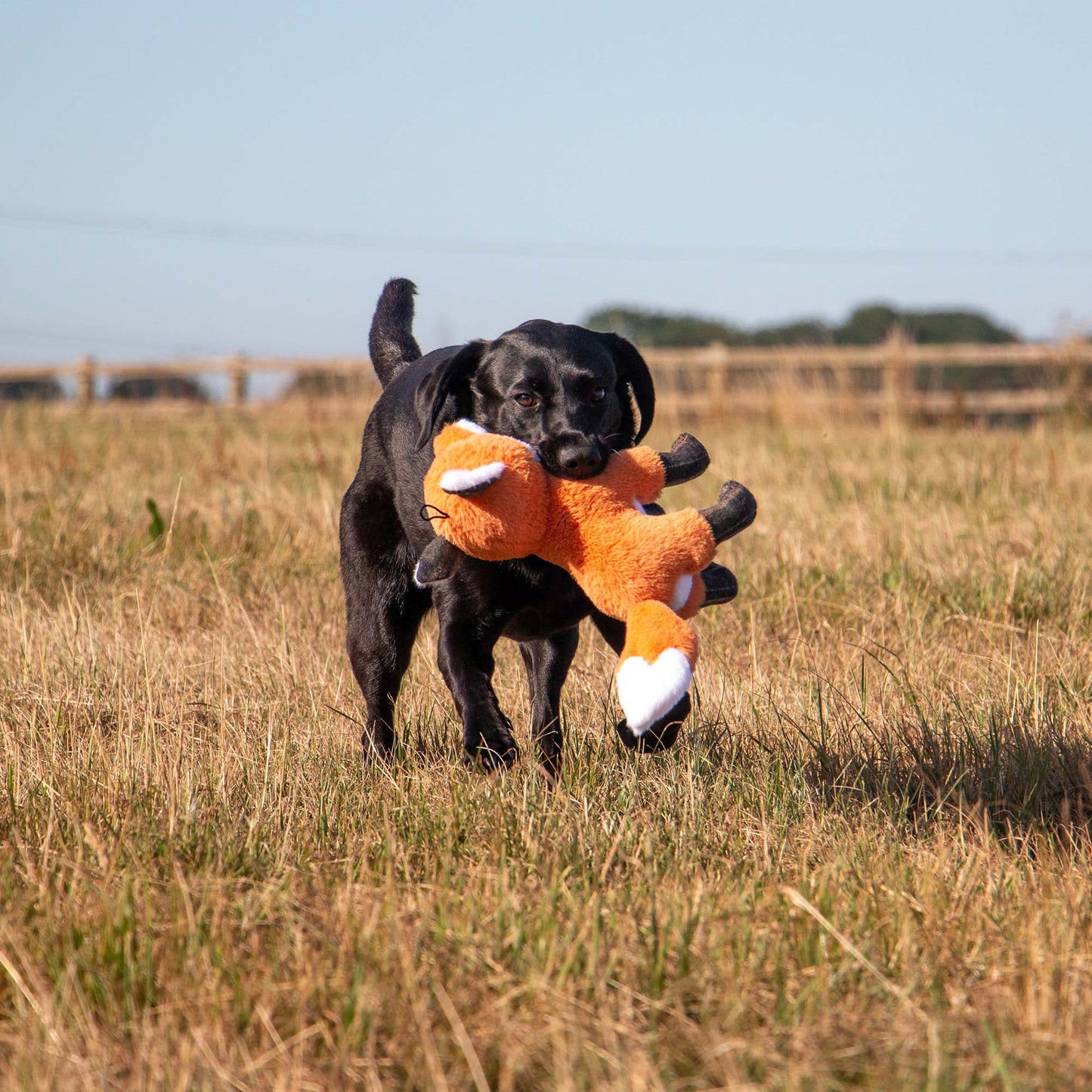 Ancol Heritage Collection Felicity Fox Dog Toy