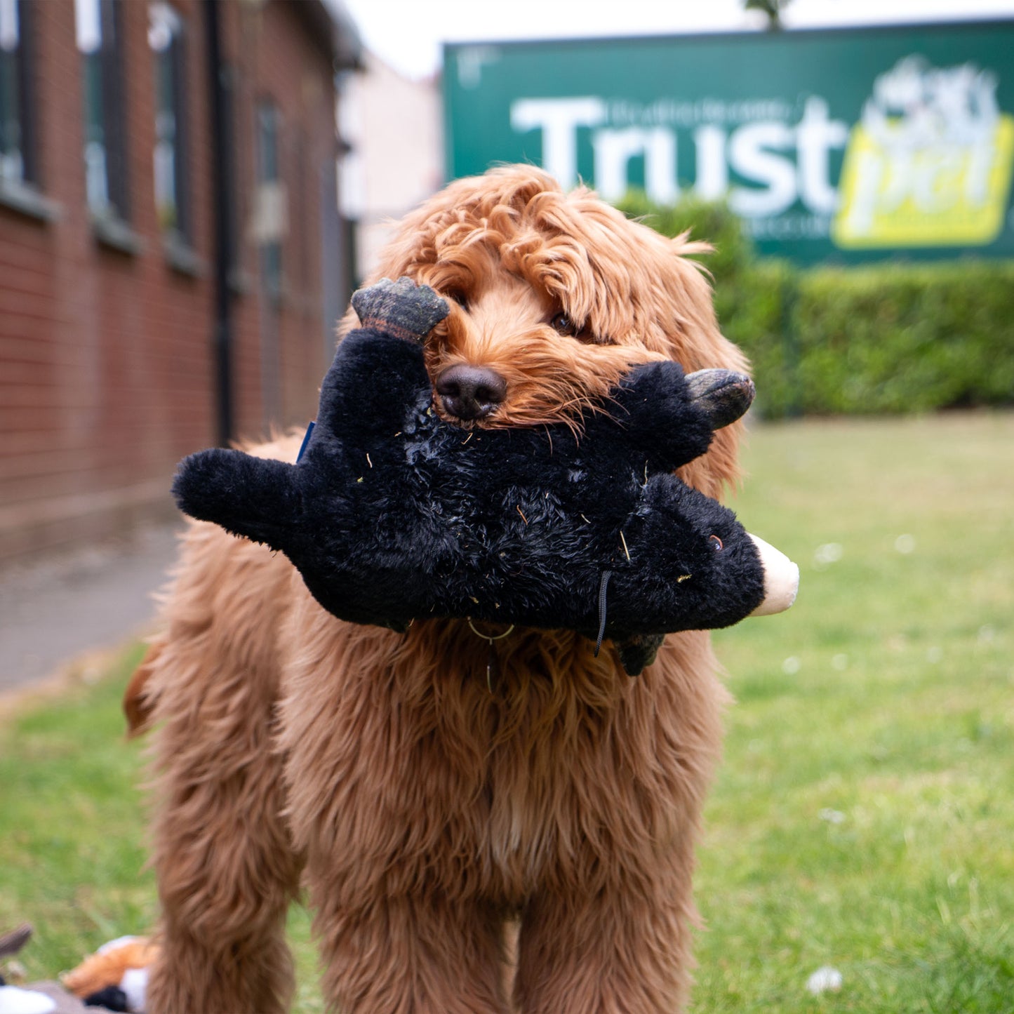 Ancol Heritage Montgomery Mole Dog Toy