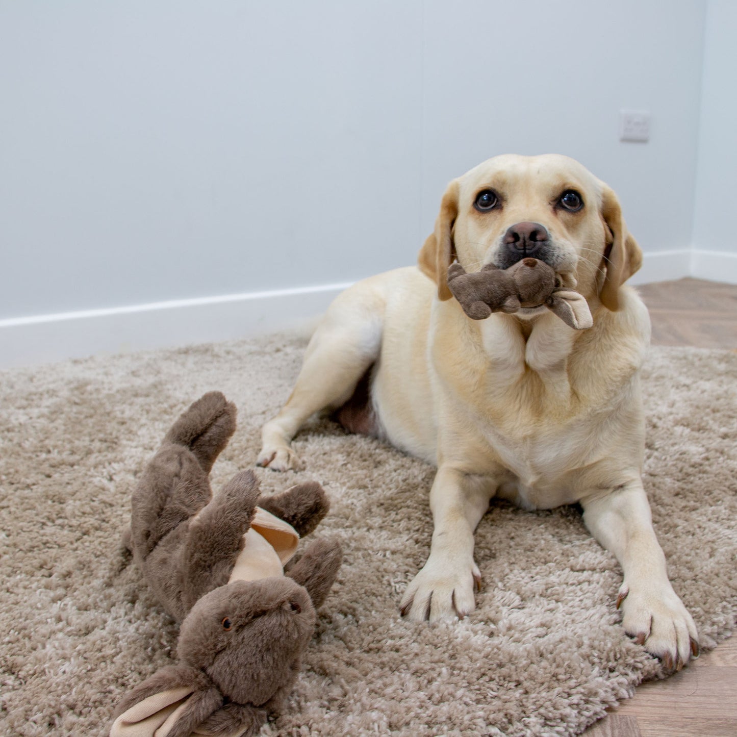 Ancol Cuddle Kangaroo And Joey Dog Toy