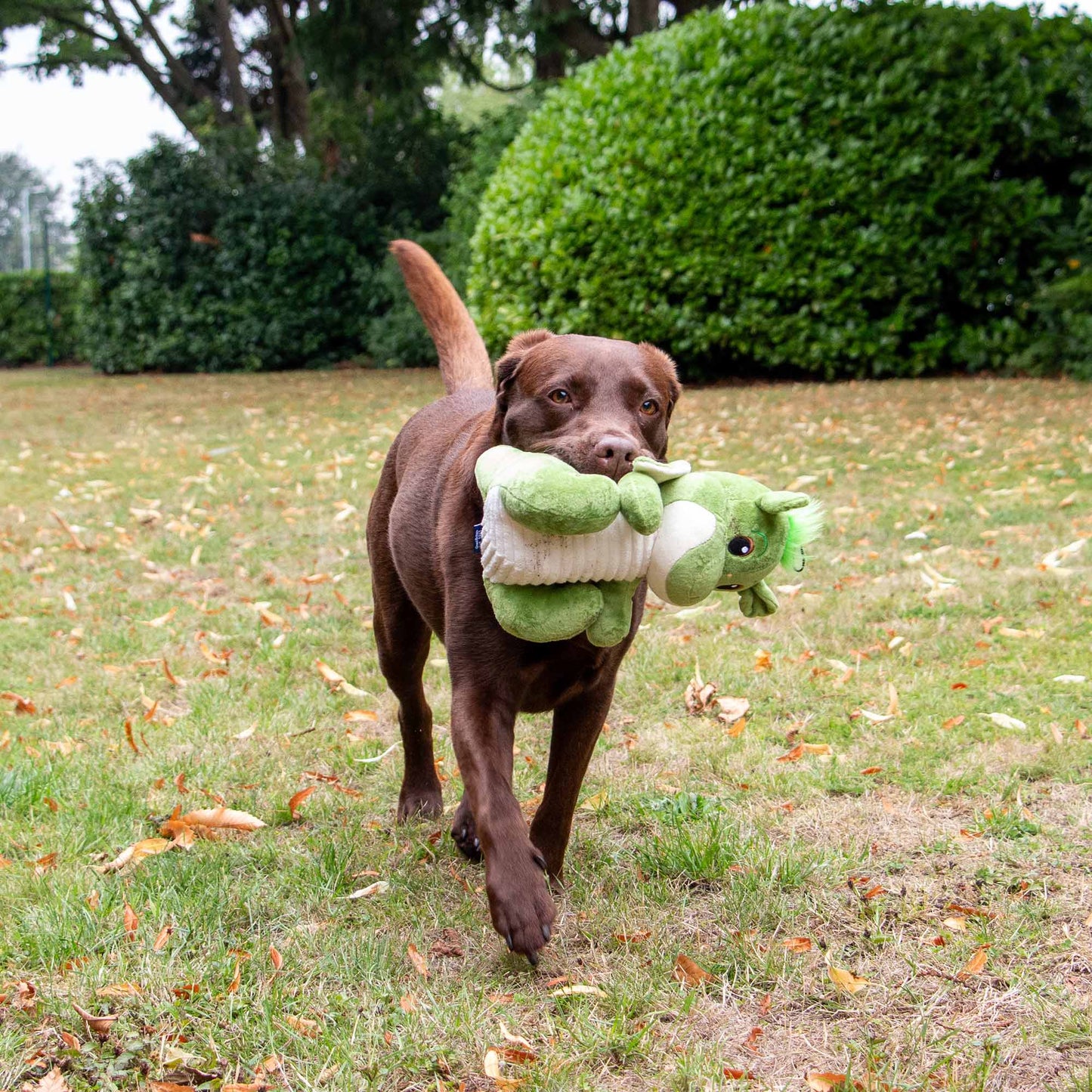 Ancol Cuddle Sprout The Dragon Dog Toy