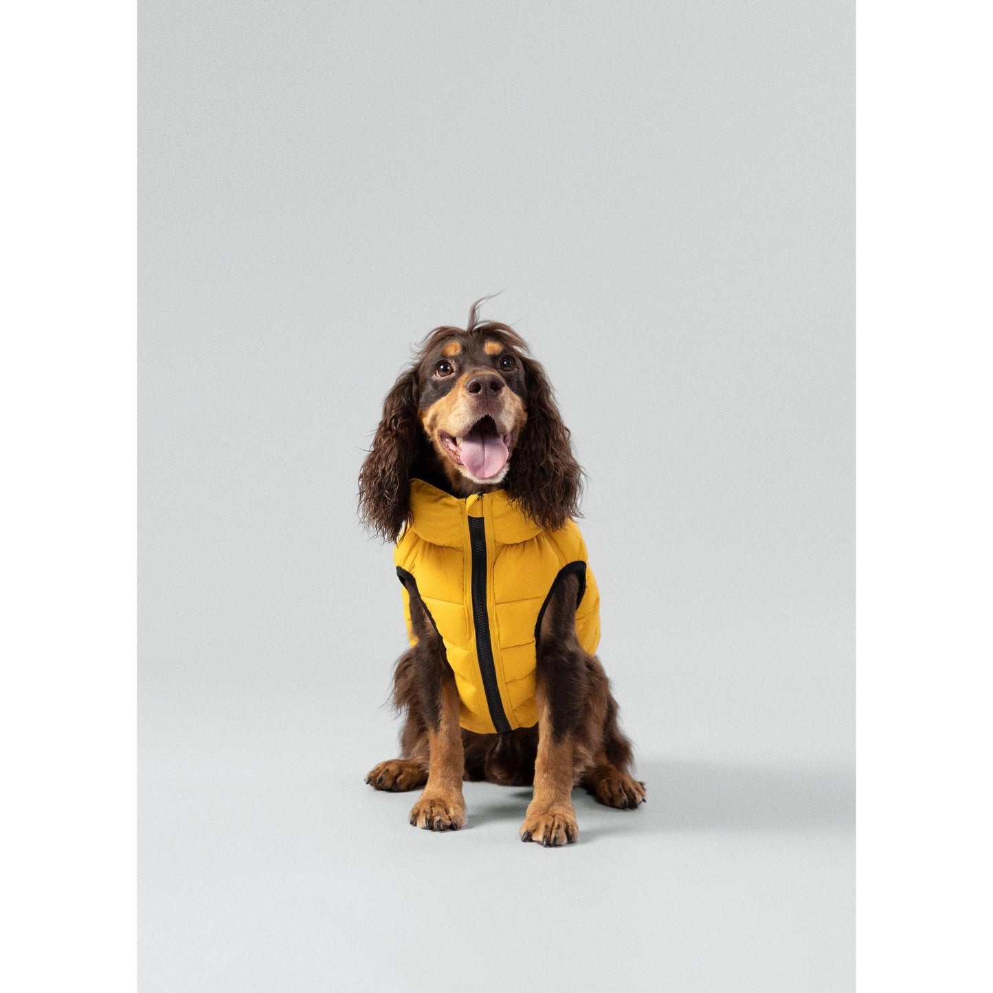 Hackett x Hugo Hudson Dog Puffer Jacket, Forest Green & Gold