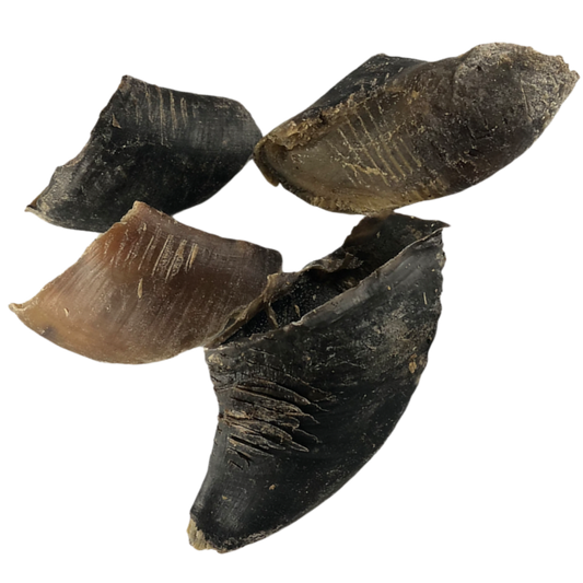 Cow Hooves (Single)