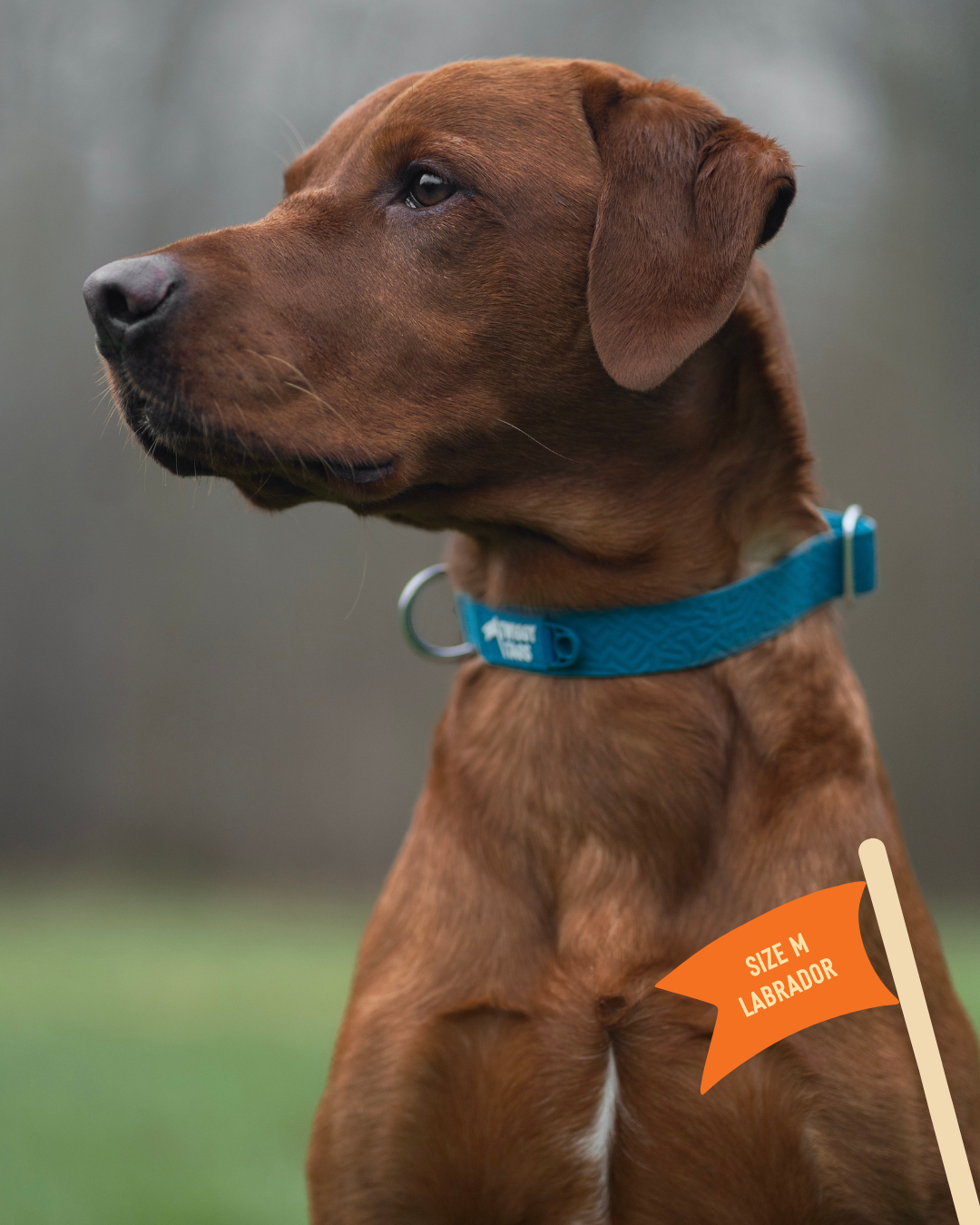 Twiggy Tags Tidal Waterproof Collar - Azure M 37-53cm