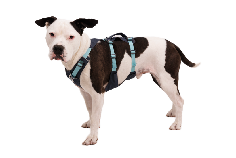 Ruffwear Flagline™ Harness  Basalt Gray Medium Ruffwear