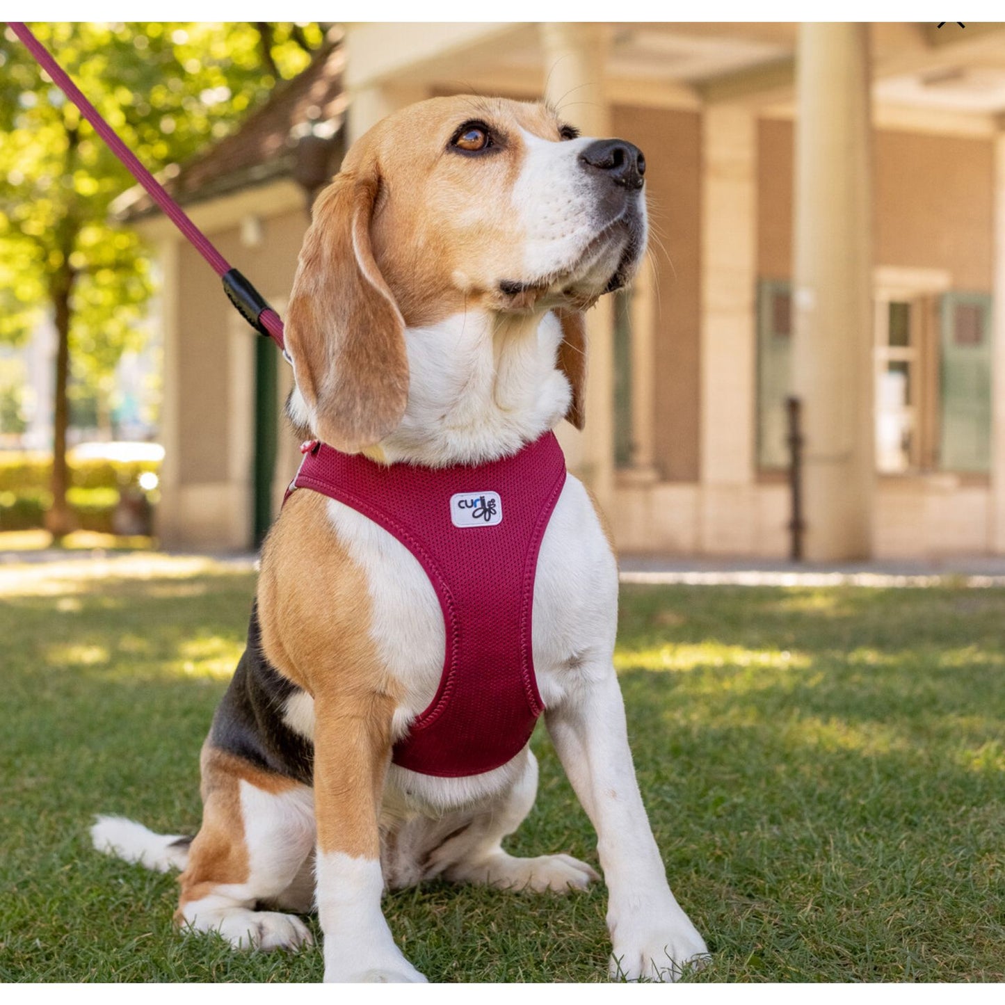 Curli Vest Dog Harness Clasp Air-Mesh Comfort Vest with Secure Buckle and Breathable Mesh