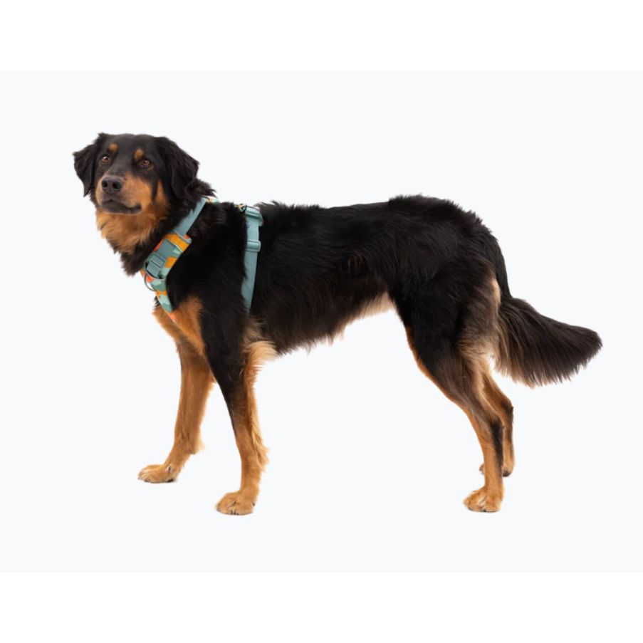 Ruffwear Front Range® Harness (Launching 07.02.24) River Rock Green X-Small