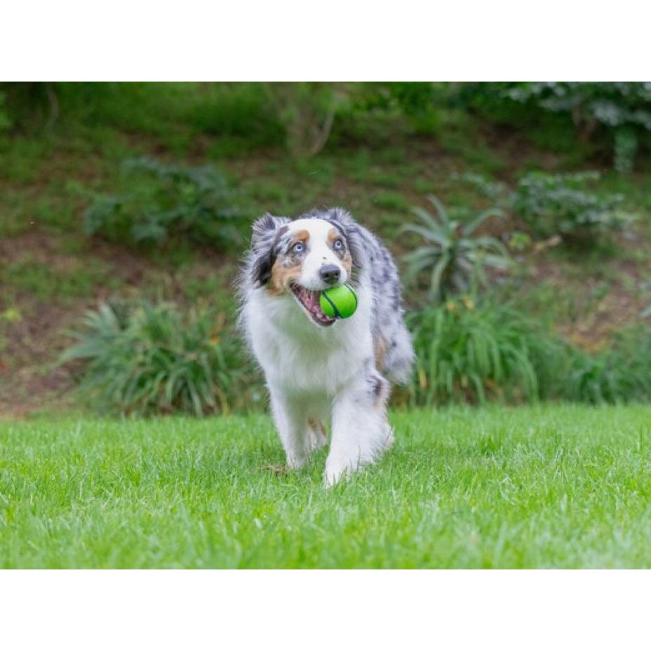Chuckit Sniff Fetch Balls Duo Medium 2 Pack Dog Balls Origin Pets Longton