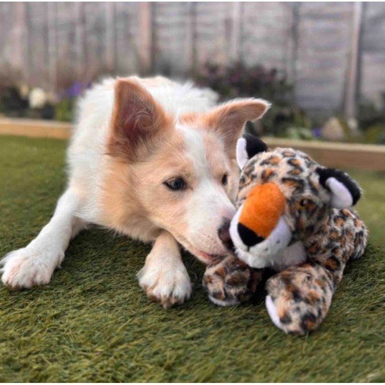 Ancol Heritage Lyra Leopard Dog Toy Origin Pets Longton