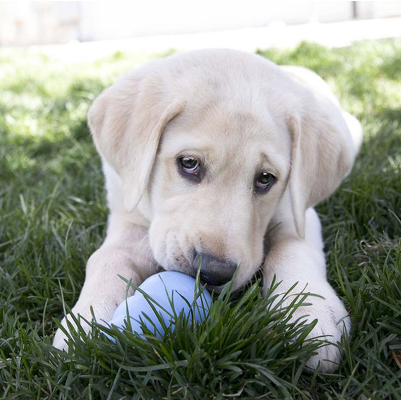 KONG Puppy Medium