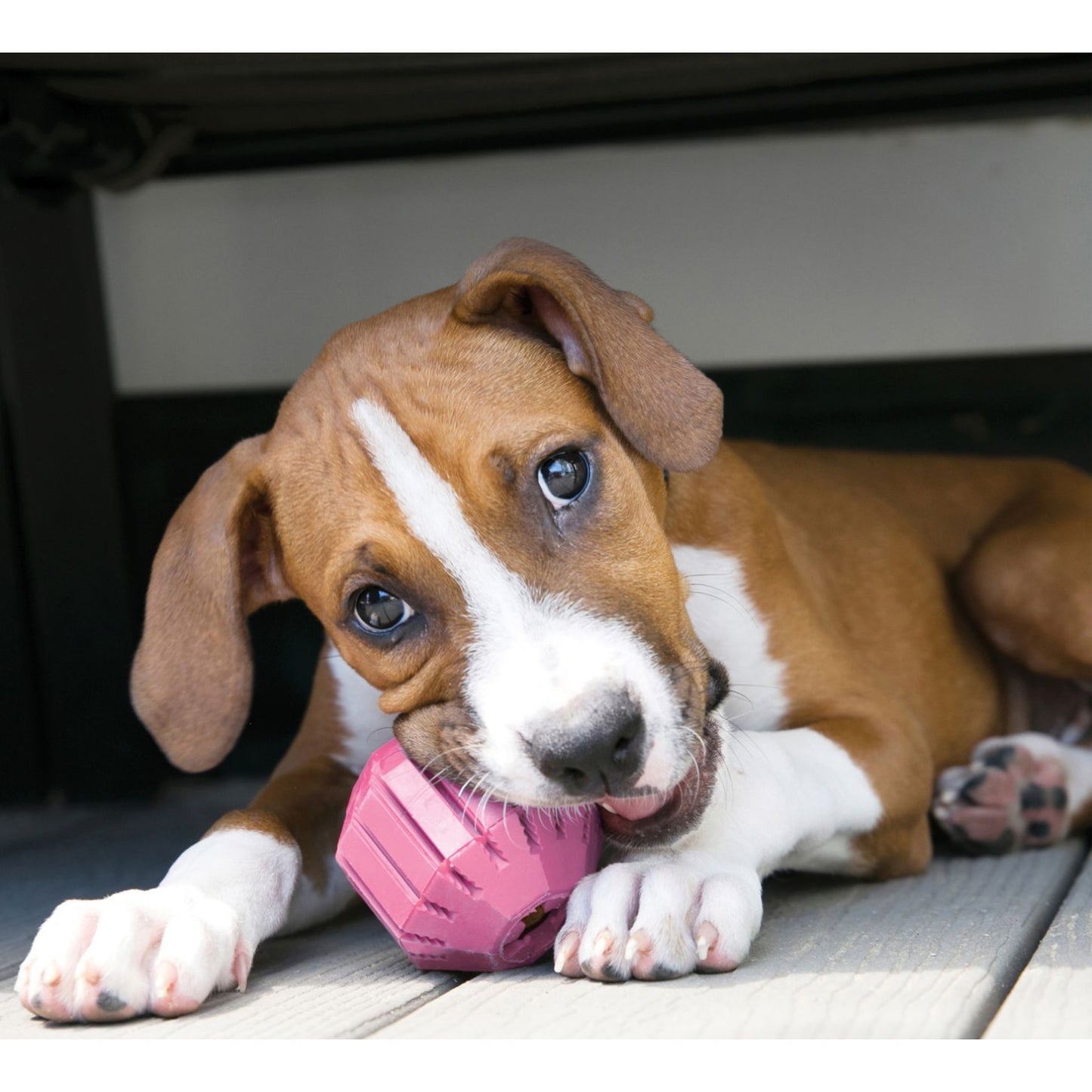 KONG Puppy Activity Ball Small