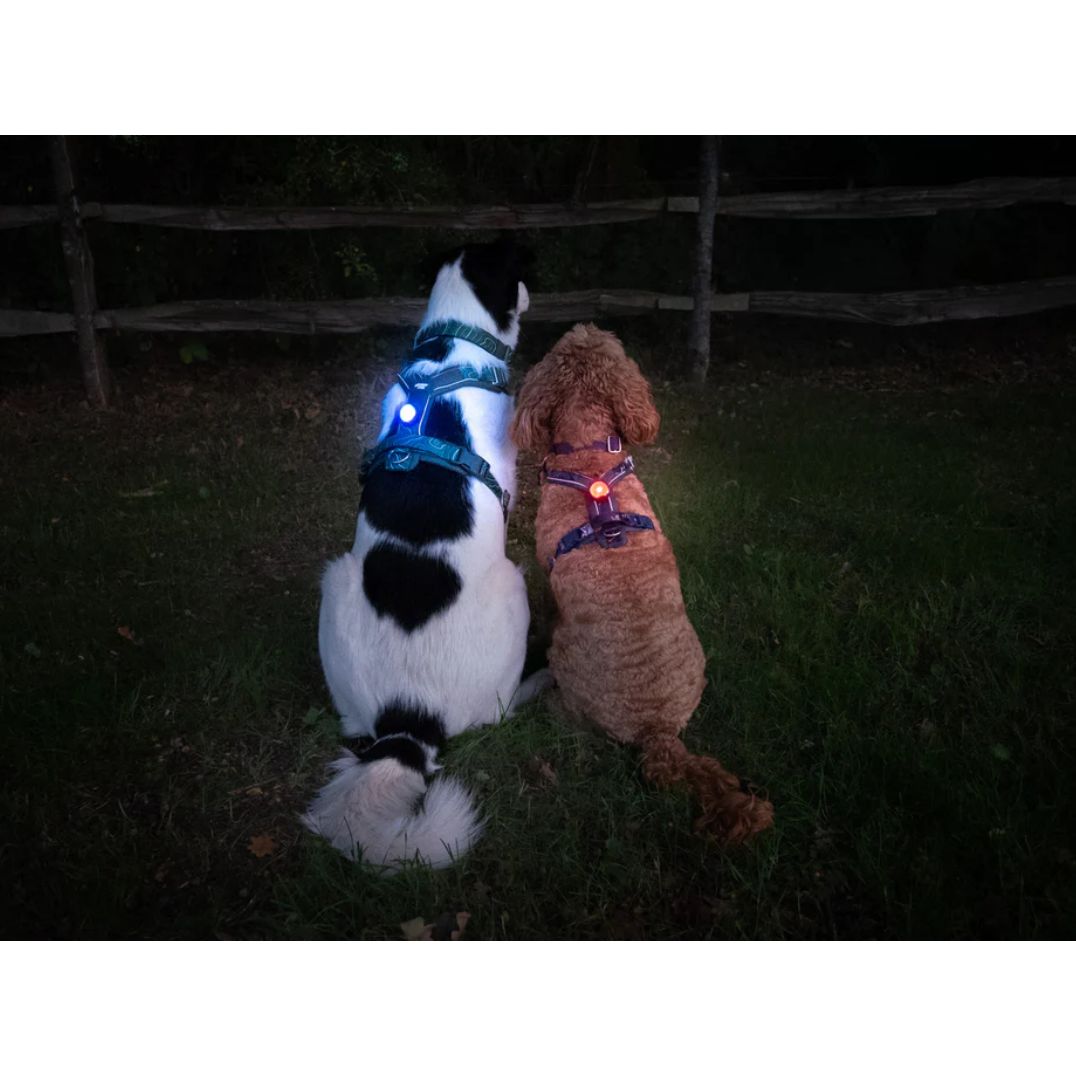 Twiggy Tags Trailfinder Light