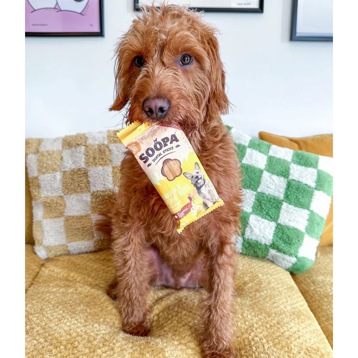 Soopa Banana & Peanut Butter Dental Sticks 100g Origin Pets Longton