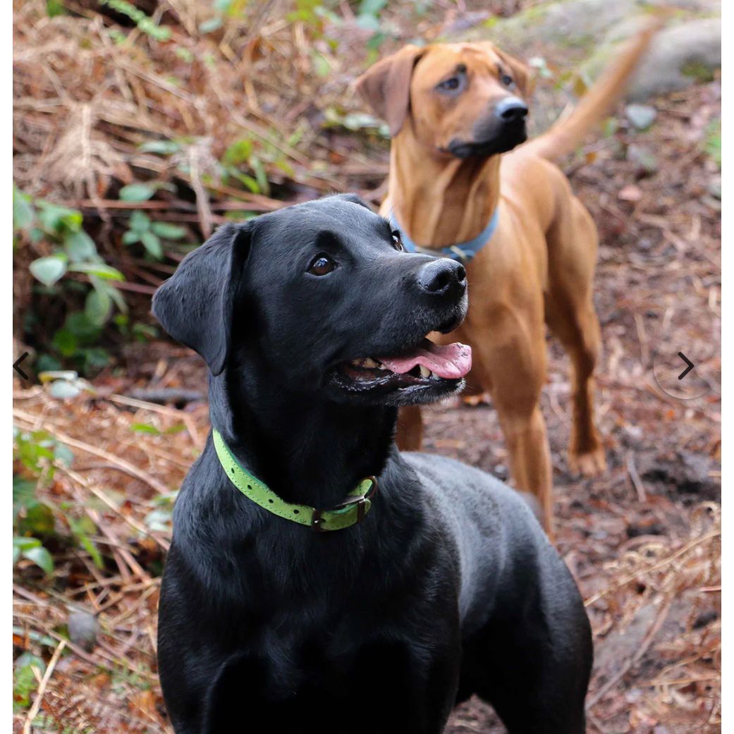 Timberwolf Leather Lead Green 60cmx19mm