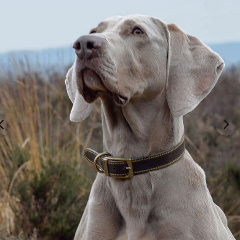 Timberwolf Leather Collar Blue 55-63cm Size 8