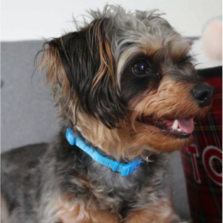 Ancol Small Bite Heart Collar Lead Set Blue