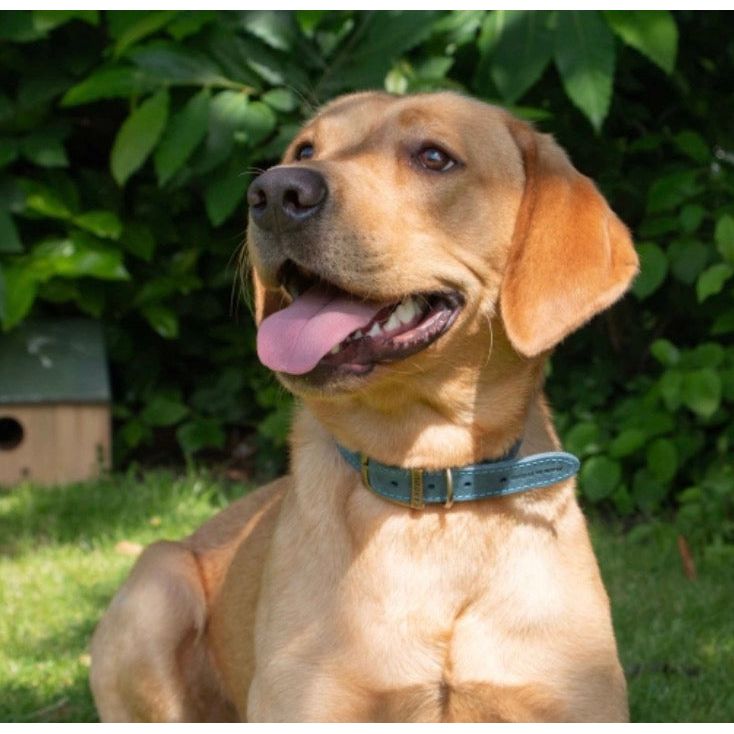 Ancol Timberwolf Leather Collar Blue 39-48cm Size 5 Origin Pets Longton