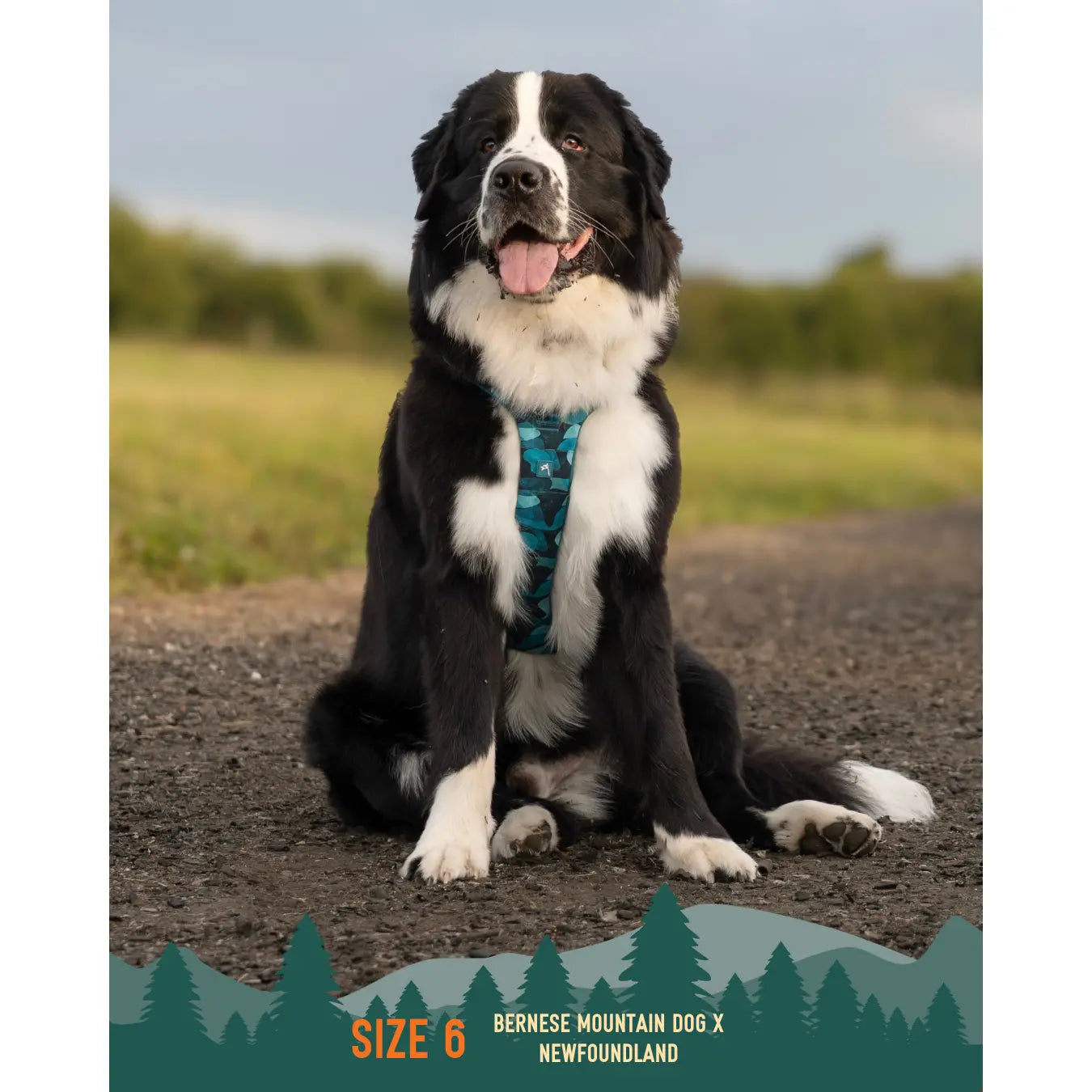 Twiggy Tags Adventure Harness Lagoon for Dogs with Adjustable Sizes and Comfortable Fit Twiggy Tags