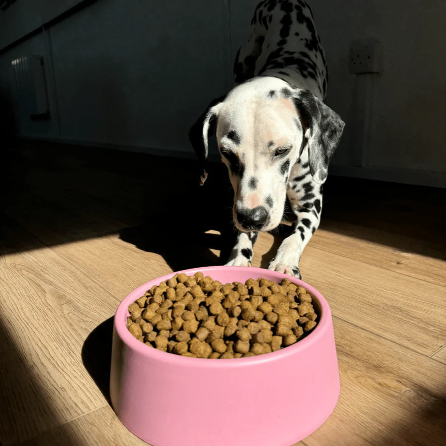 Beco Steady Dog Bowl Green Large Beco