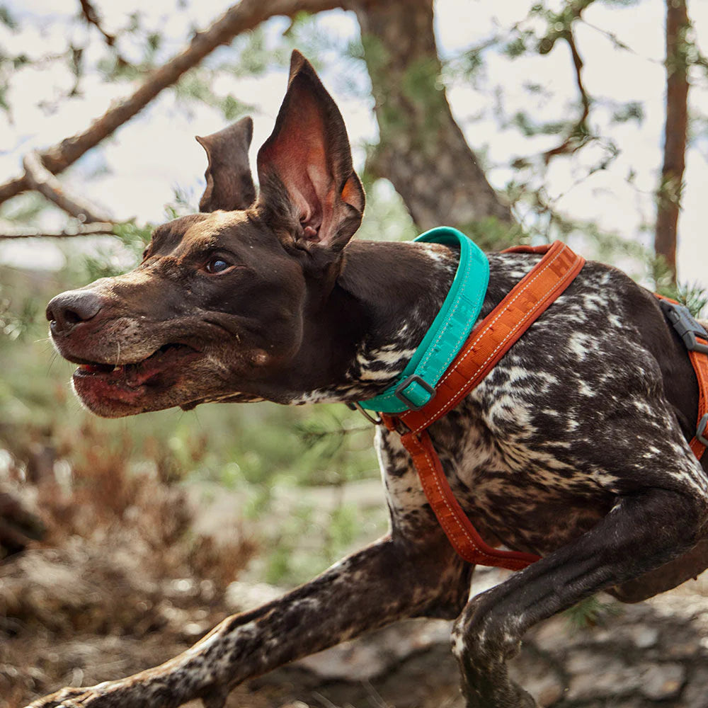 Hurtta Eco Casual Padded Dog Collar Teal 30-40cm 12-16in Origin Pets Longton