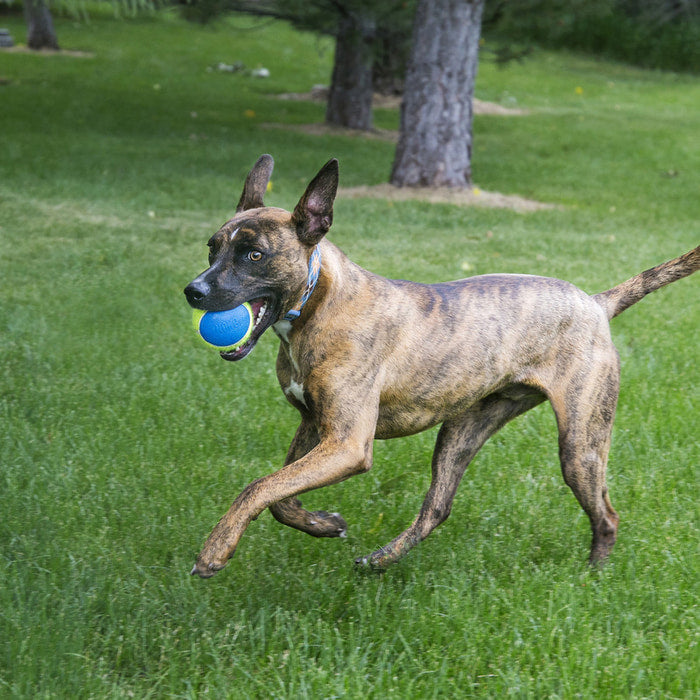 Kong Ultra Squeaker Balls 3pck Medium Origin Pets Longton