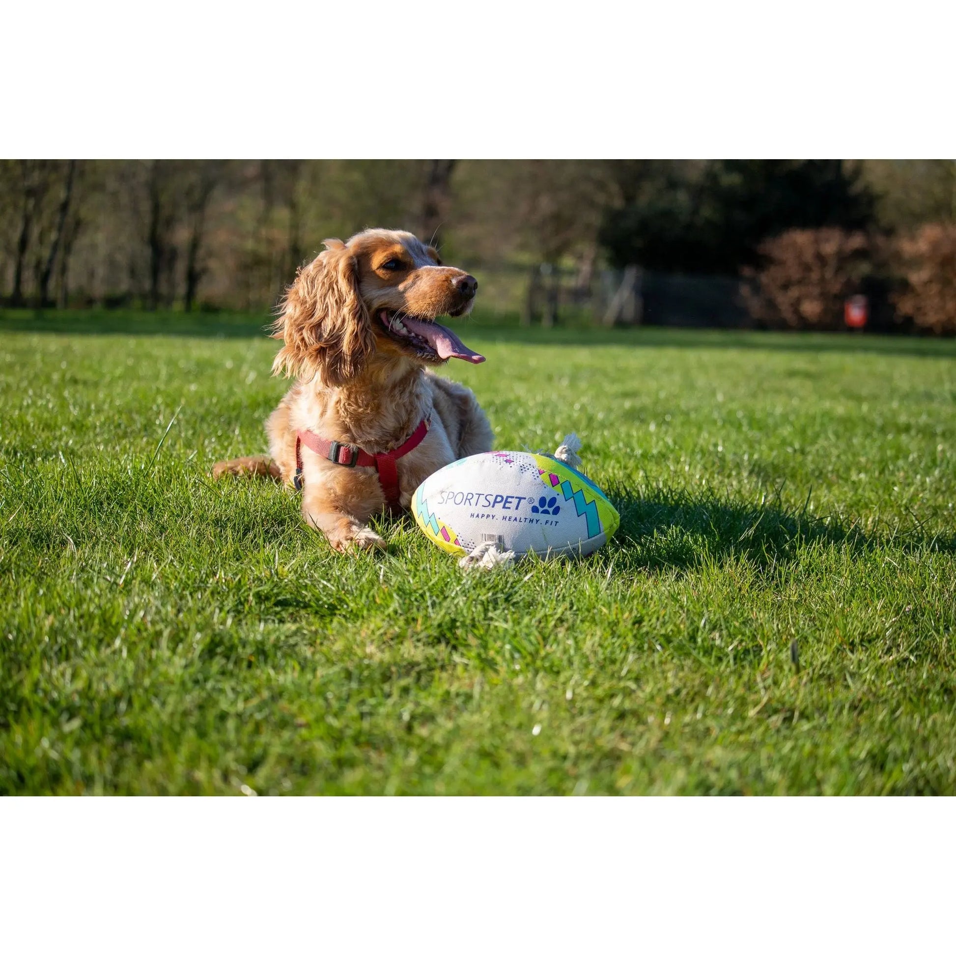 Sports Pet Rugby Ball Dog Toy (midi/small) Sportspet