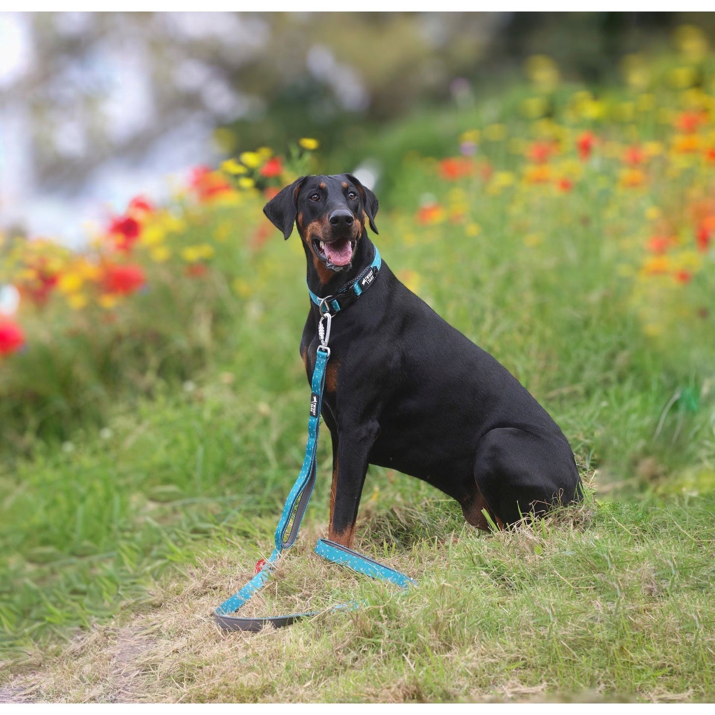 Twiggy Tags Adventure Close Control Lead - Tranquil