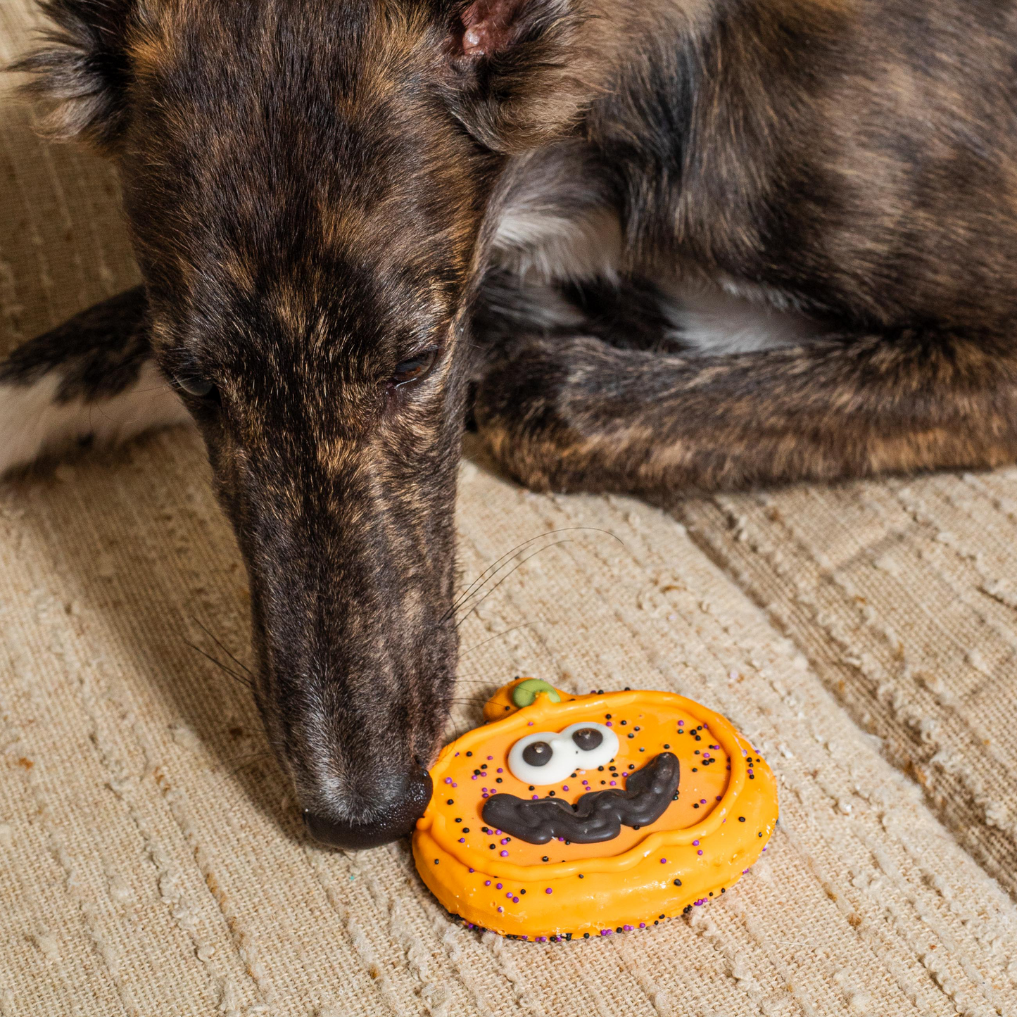 Bosco and Roxy’s Sir Squash-a-lot Halloween Dog Treat