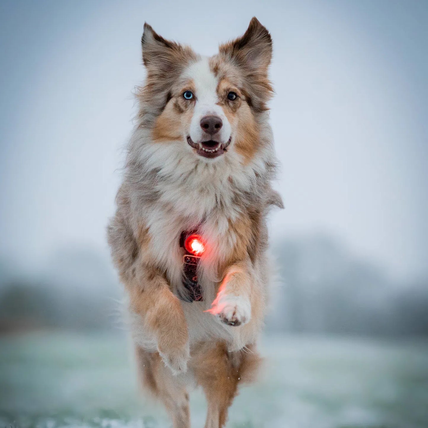 Orbiloc "The Safety Light" Dog Light