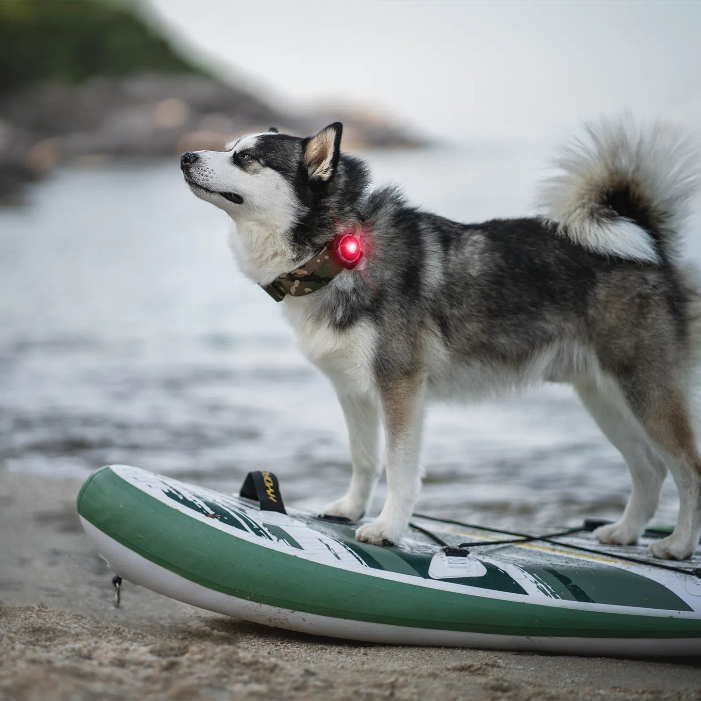 Orbiloc "The Safety Light" Dog Light