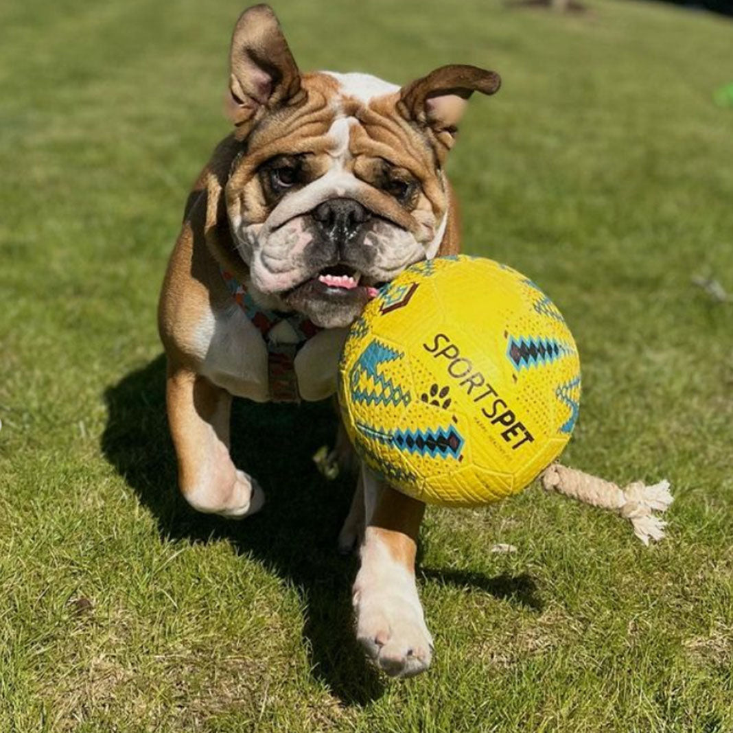 SPORTSPET Football Dog Toy